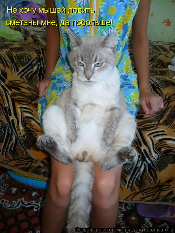 сметаны мне, да побольше! Не хочу мышей ловить... Котоматрица: сметаны мне, да побольше! Не хочу мышей ловить