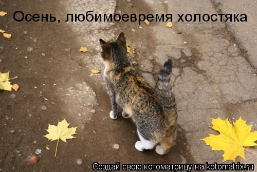 Осень, любимоевремя холостяка... Котоматрица: Осень, любимоевремя холостяка