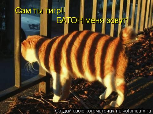Сам ты тигр!! БАТОН меня зовут!... Котоматрица: Сам ты тигр!! БАТОН меня зовут!