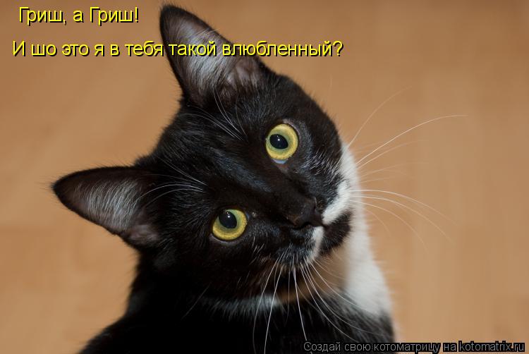 Гриш, а Гриш! И шо это я в тебя такой влюбленный?... Котоматрица: Гриш, а Гриш! И шо это я в тебя такой влюбленный?