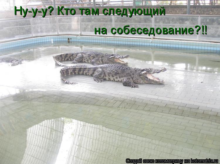 Ну-у-у? Кто там следующий на собеседование?!!... Котоматрица: Ну-у-у? Кто там следующий на собеседование?!!
