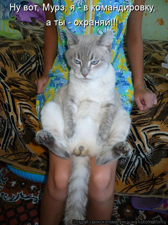 Ну вот, Мурз, я - в командировку, а ты - охраняй!!!... Котоматрица: Ну вот, Мурз, я - в командировку, а ты - охраняй!!!