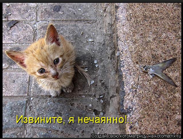 Извините, я нечаянно!..... Котоматрица: Извините, я нечаянно!..