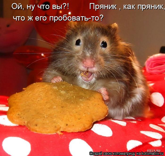 Ой, ну что вы?! Пряник , как пряник, что ж его пробовать-то?... Котоматрица: Ой, ну что вы?! Пряник , как пряник, что ж его пробовать-то?