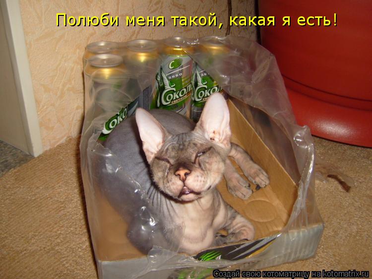 Полюби меня такой, какая я есть!... Котоматрица: Полюби меня такой, какая я есть!