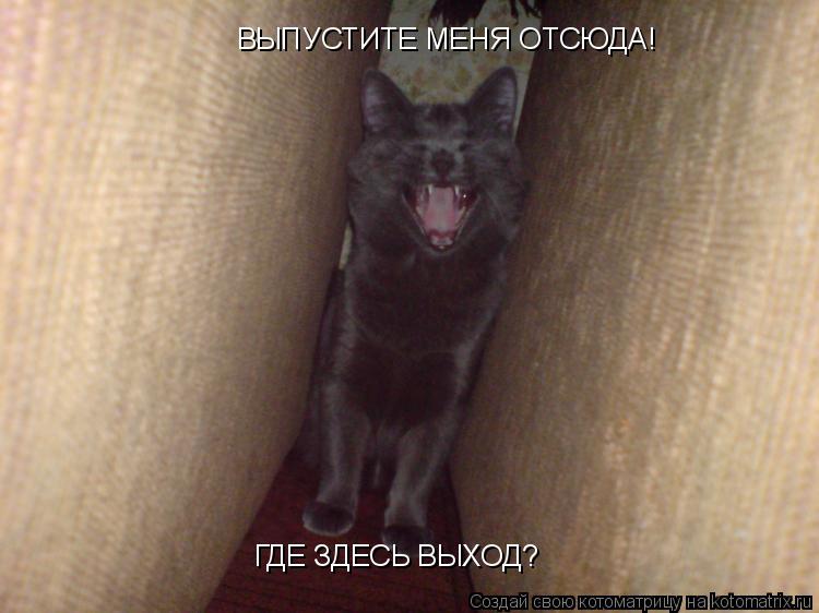 ВЫПУСТИТЕ МЕНЯ ОТСЮДА! ГДЕ ЗДЕСЬ ВЫХОД?... Котоматрица: ВЫПУСТИТЕ МЕНЯ ОТСЮДА! ГДЕ ЗДЕСЬ ВЫХОД?