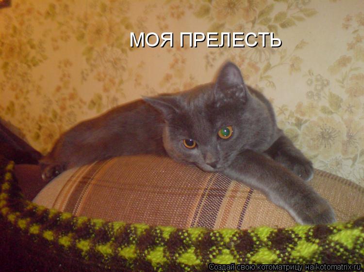 МОЯ ПРЕЛЕСТЬ... Котоматрица: МОЯ ПРЕЛЕСТЬ