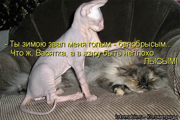 Котоматрица: - Ты зимою звал меня голым - белобрысым... Что ж, Васятка, а в жару быть неплохо  ЛЫСЫМ!