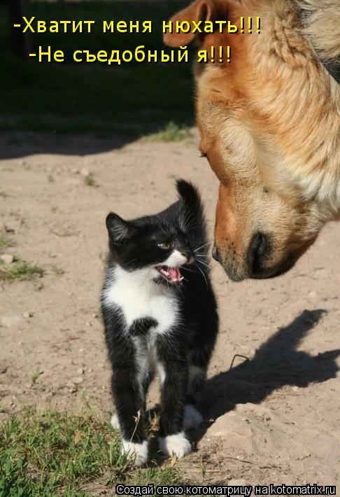 -Хватит меня нюхать!!! -Не съедобный я!!!... Котоматрица: -Хватит меня нюхать!!! -Не съедобный я!!!