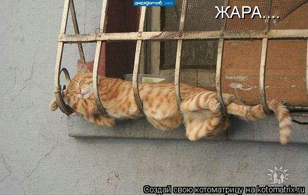 ЖАРА....... Котоматрица: ЖАРА....