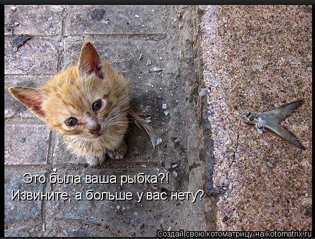 Это была ваша рыбка?! Извините, а больше у вас нету?... Котоматрица: Это была ваша рыбка?! Извините, а больше у вас нету?