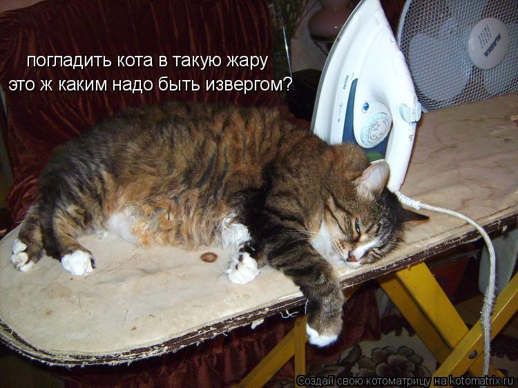 погладить кота в такую жару это ж каким надо быть извергом?... Котоматрица: погладить кота в такую жару это ж каким надо быть извергом?