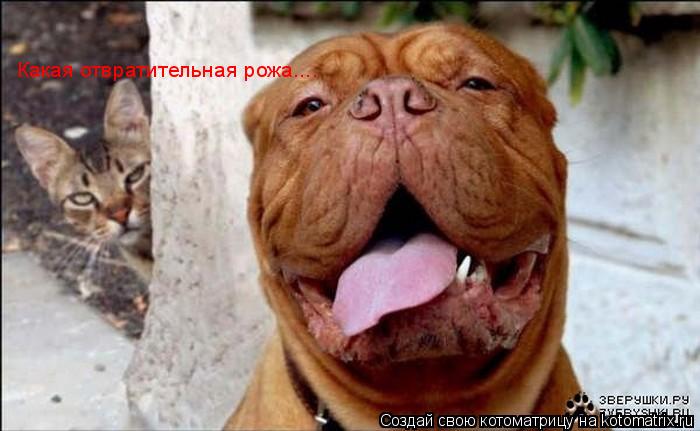 Какая отвратительная рожа....... Котоматрица: Какая отвратительная рожа....