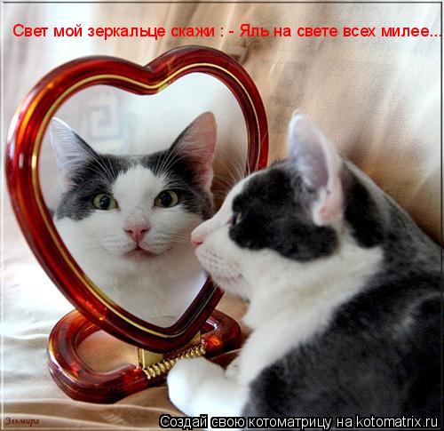 Свет мой зеркальце скажи : - Яль на свете всех милее...... Котоматрица: Свет мой зеркальце скажи : - Яль на свете всех милее...
