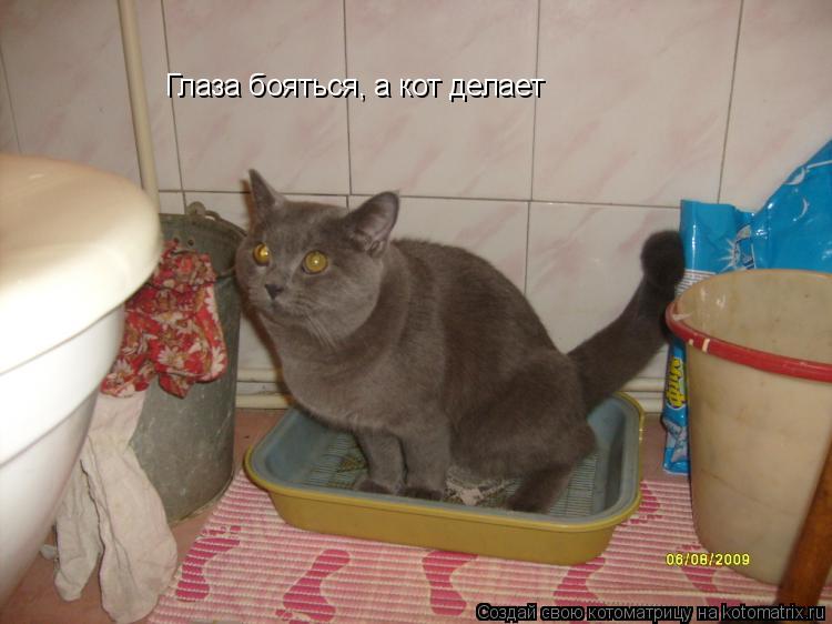 Глаза бояться, а кот делает... Котоматрица: Глаза бояться, а кот делает