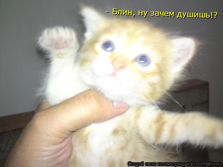 - Блин, ну зачем душишь!?... Котоматрица: - Блин, ну зачем душишь!?