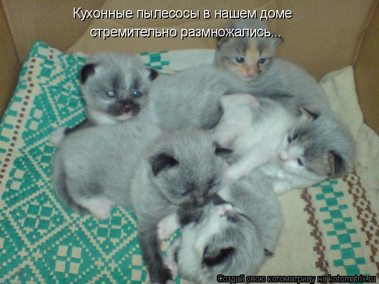 Кухонные пылесосы в нашем доме стремительно размножались...... Котоматрица: Кухонные пылесосы в нашем доме стремительно размножались...
