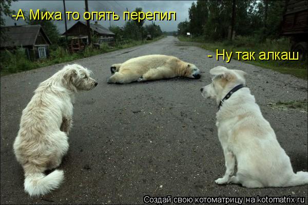 -А Миха то опять перепил - Ну так алкаш... Котоматрица: -А Миха то опять перепил - Ну так алкаш