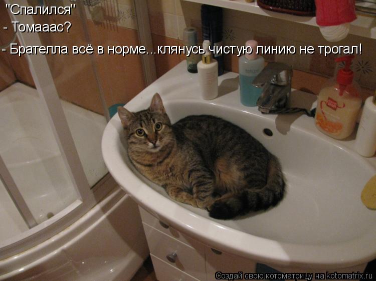"Спалился" "Спалился" - Брателла всё в норме...клянусь чистую линию не трогал! - Томааас?... Котоматрица: "Спалился" "Спалился" - Брателла всё в норме...клянусь чистую линию не трогал! - Томааас?