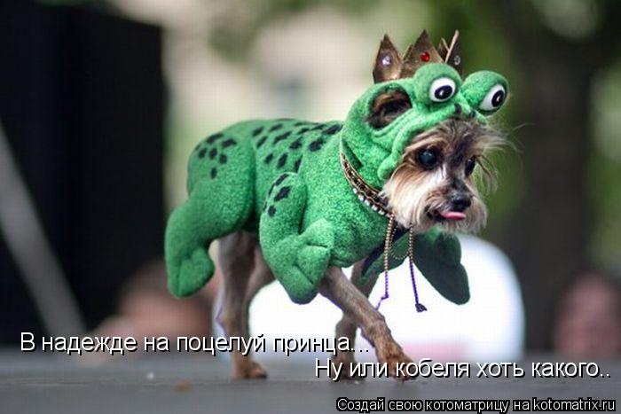 В надежде на поцелуй принца... Ну или кобеля хоть какого..... Котоматрица: В надежде на поцелуй принца... Ну или кобеля хоть какого..