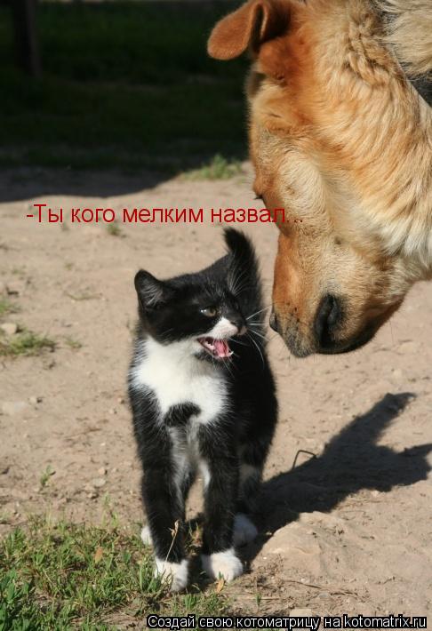 -Ты кого мелким назвал...... Котоматрица: -Ты кого мелким назвал...