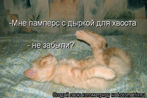 -Мне памперс с дыркой для хвоста - не забыли?... Котоматрица: -Мне памперс с дыркой для хвоста - не забыли?