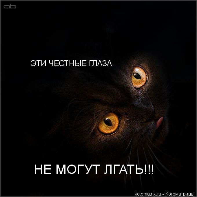 ЭТИ ЧЕСТНЫЕ ГЛАЗА НЕ МОГУТ ЛГАТЬ!!!... Котоматрица: ЭТИ ЧЕСТНЫЕ ГЛАЗА НЕ МОГУТ ЛГАТЬ!!!