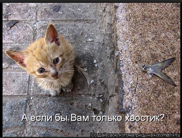 А если бы Вам только хвостик?... Котоматрица: А если бы Вам только хвостик?