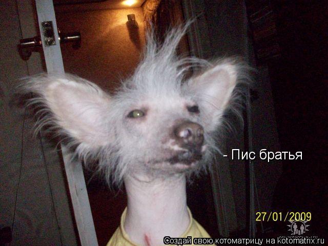 - Пис братья... Котоматрица: - Пис братья