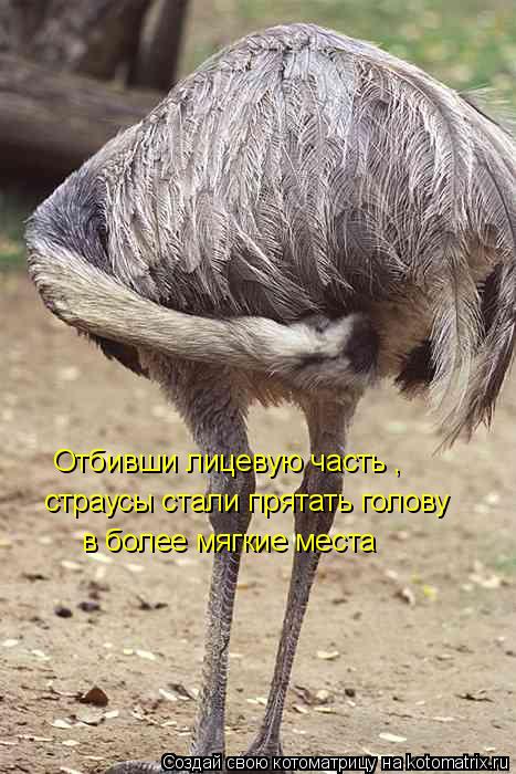 Отбивши лицевую часть , страусы стали прятать голову в более мягкие места... Котоматрица: Отбивши лицевую часть , страусы стали прятать голову в более мягкие места
