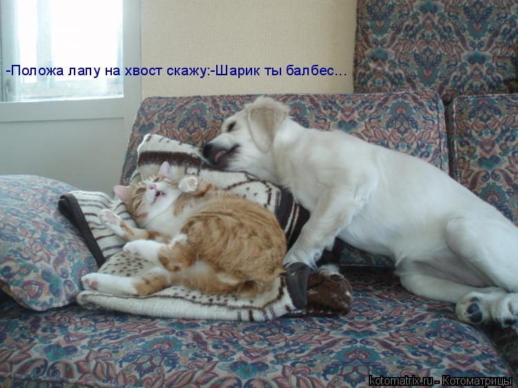 -Положа лапу на хвост скажу:-Шарик ты балбес...... Котоматрица: -Положа лапу на хвост скажу:-Шарик ты балбес...