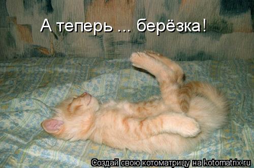 А теперь ... берёзка!... Котоматрица: А теперь ... берёзка!