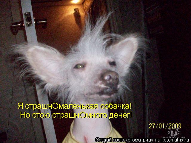 Я страшнОмаленькая собачка! Но стою страшнОмного денег!... Котоматрица: Я страшнОмаленькая собачка! Но стою страшнОмного денег!
