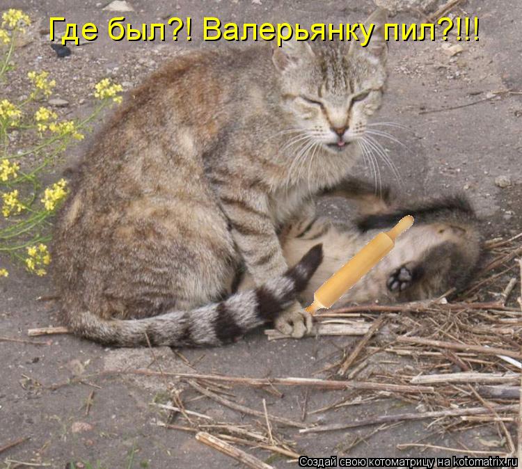 Где был?! Валерьянку пил?!!!... Котоматрица: Где был?! Валерьянку пил?!!!