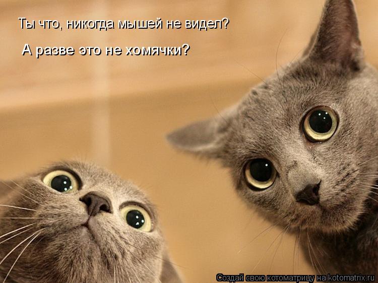 Ты что, никогда мышей не видел? А разве это не хомячки?... Котоматрица: Ты что, никогда мышей не видел? А разве это не хомячки?