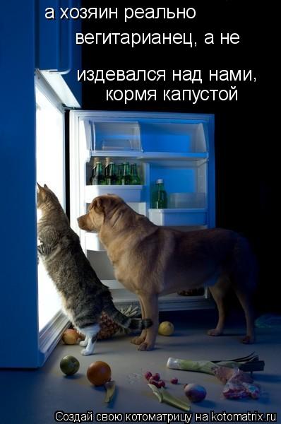 а хозяин реально вегитарианец, а не издевался над нами кормя капустой ,... Котоматрица: а хозяин реально вегитарианец, а не издевался над нами кормя капустой ,
