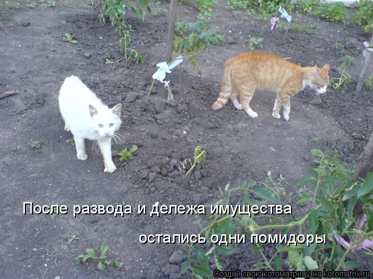 После развода и дележа имущества остались одни помидоры... Котоматрица: После развода и дележа имущества остались одни помидоры