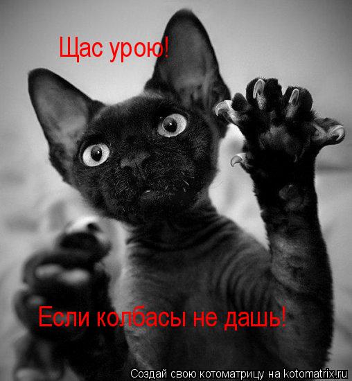 Если колбасы не дашь! Щас урою!... Котоматрица: Если колбасы не дашь! Щас урою!