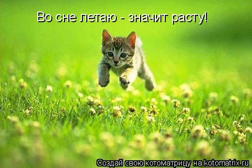 Во сне летаю - значит расту!... Котоматрица: Во сне летаю - значит расту!