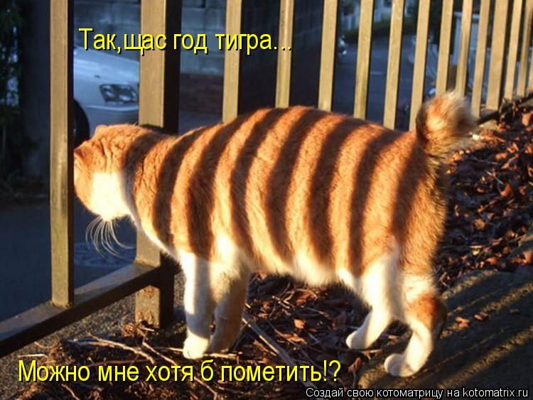 Так,щас год тигра... Можно мне хотя б пометить!?... Котоматрица: Так,щас год тигра... Можно мне хотя б пометить!?