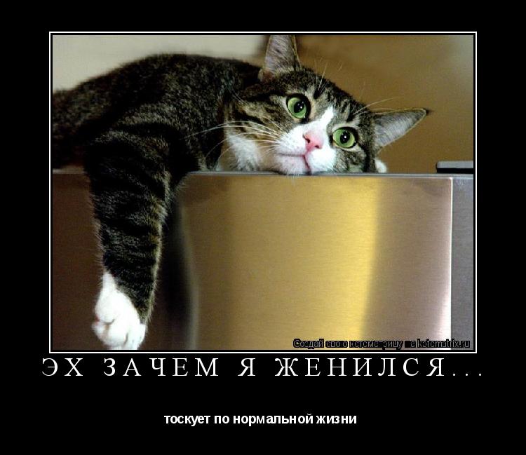 Эх зачем я женился... тоскует по нормальной жизни ... Котоматрица: Эх зачем я женился... тоскует по нормальной жизни
