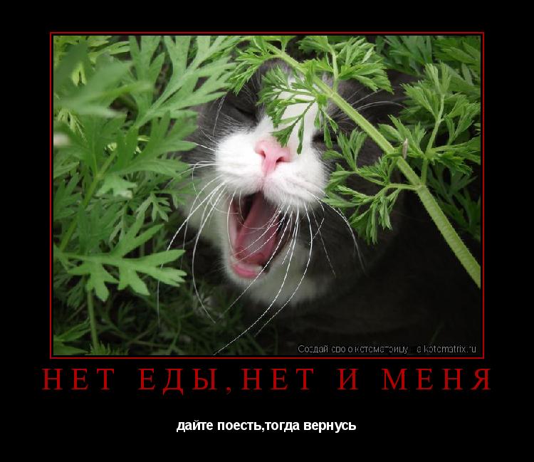 нет еды,нет и меня дайте поесть,тогда вернусь... Котоматрица: нет еды,нет и меня дайте поесть,тогда вернусь
