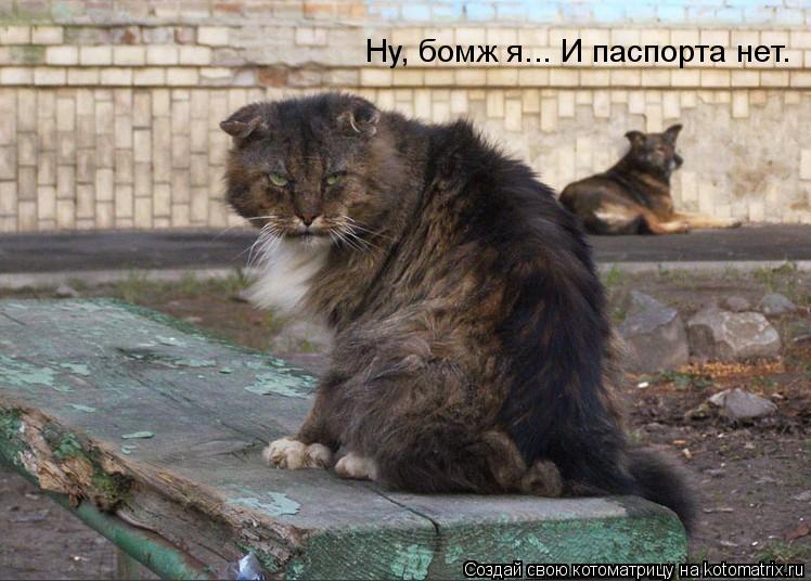 Ну, бомж я... И паспорта нет.... Котоматрица: Ну, бомж я... И паспорта нет.