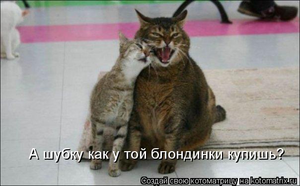 А шубку как у той блондинки купишь?... Котоматрица: А шубку как у той блондинки купишь?