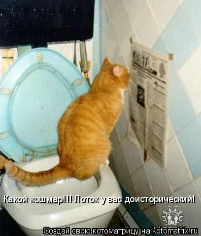 Какой кошмар!!! Лоток у вас доисторический!... Котоматрица: Какой кошмар!!! Лоток у вас доисторический!