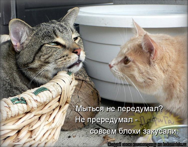 Мыться не передумал? Не прередумал - совсем блохи закусали.... Котоматрица: Мыться не передумал? Не прередумал - совсем блохи закусали.