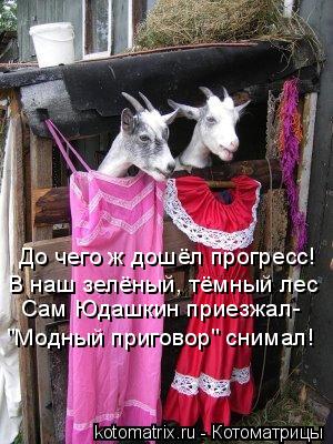 Котоматрица: До чего ж дошёл прогресс! В наш зелёный, тёмный лес Сам Юдашкин приезжал- "Модный приговор" снимал!