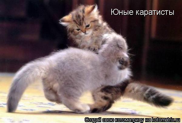 Юные каратисты... Котоматрица: Юные каратисты