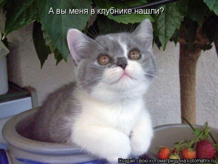 А вы меня в клубнике нашли?... Котоматрица: А вы меня в клубнике нашли?