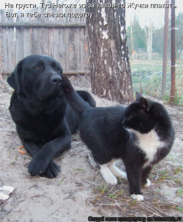 Котоматрица: Не грусти, Туз.Негоже из-за какой-то Жучки плакать. Вот, я тебе слёзки подотру...